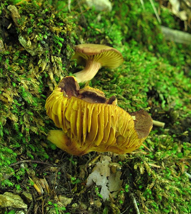 lupeňopórovec červenožltý Phylloporus rhodoxanthus (Schwein.) Bres.