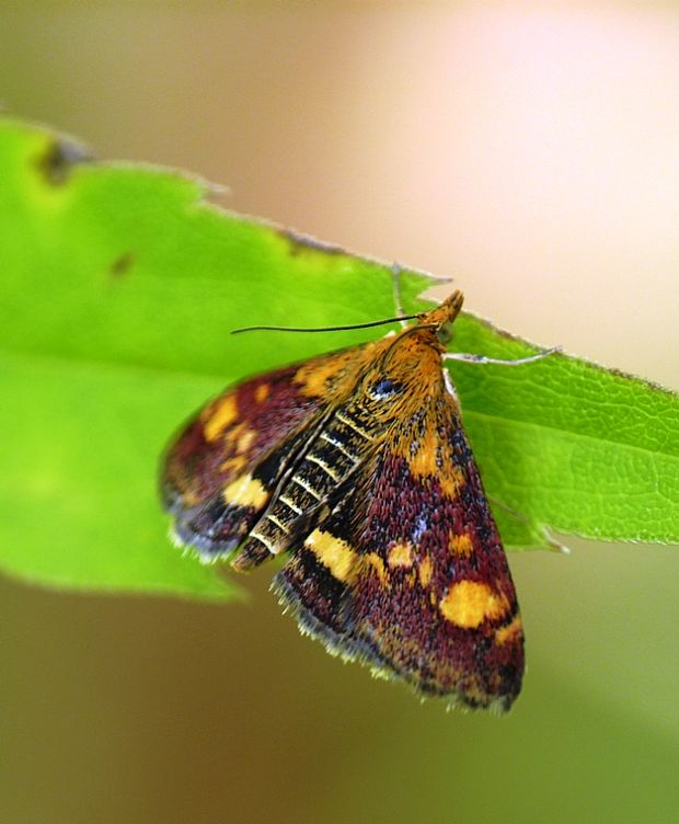 vijačka zlatoškvrnná Pyrausta aurata