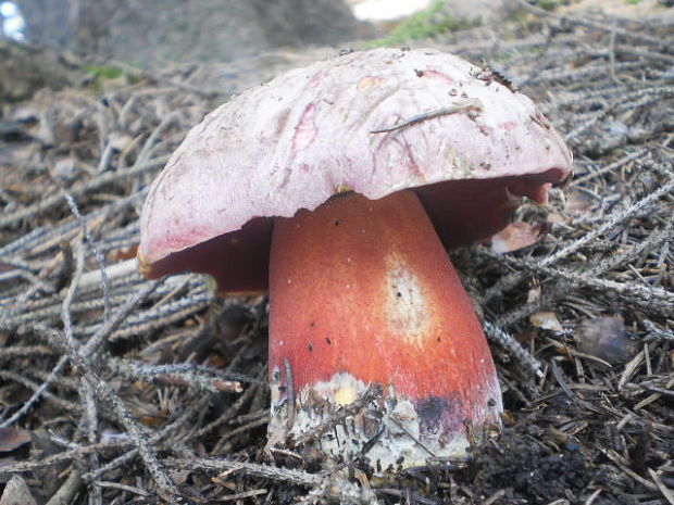 hríb úhľadný horský Rubroboletus rubrosanguineus (Cheype) Kuan Zhao & Zhu L. Yang