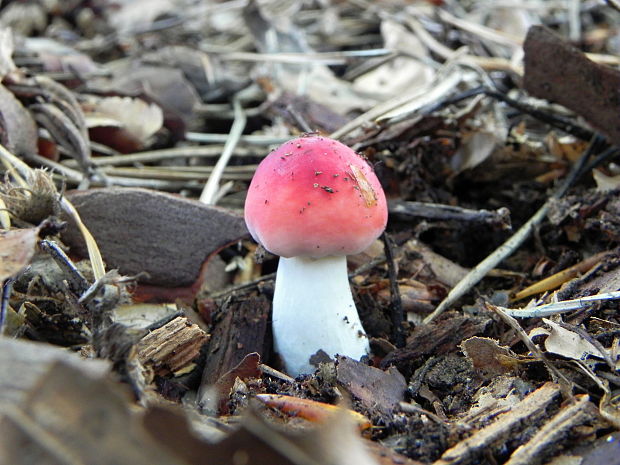 plávka Russula sp.