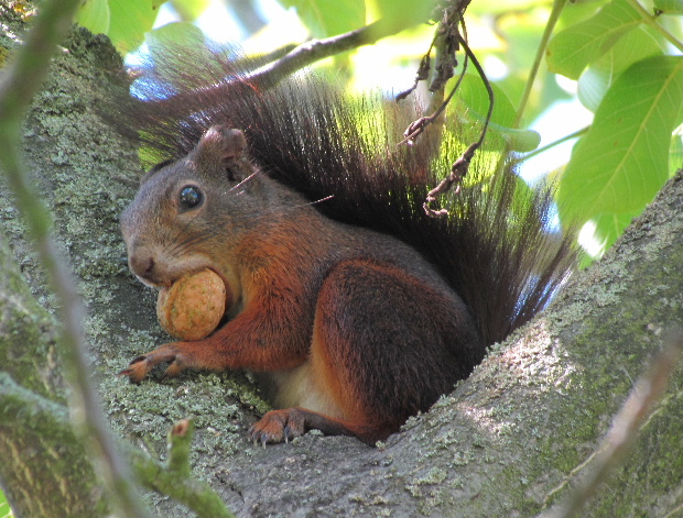 veverička stromová ( obyčajná) Sciurus vulgaris