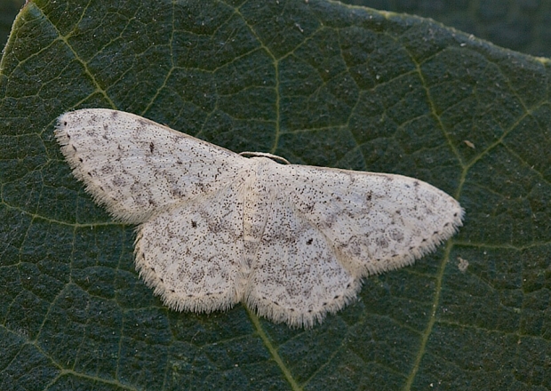 piadica rozchodníková Scopula marginepunctata