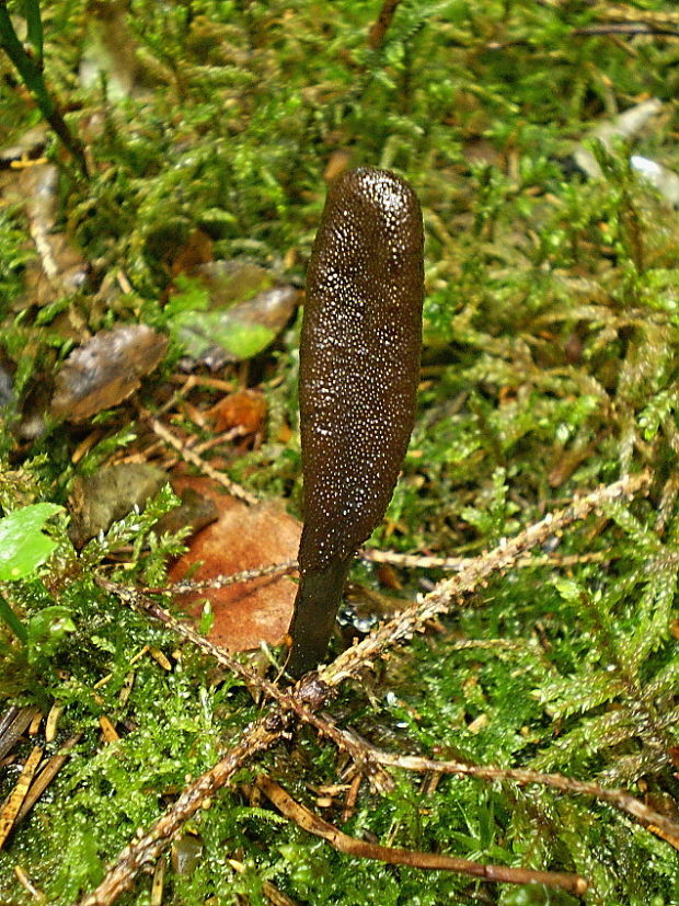 žezlovka srnková Tolypocladium ophioglossoides (J.F. Gmel.) Quandt, Kepler & Spatafora