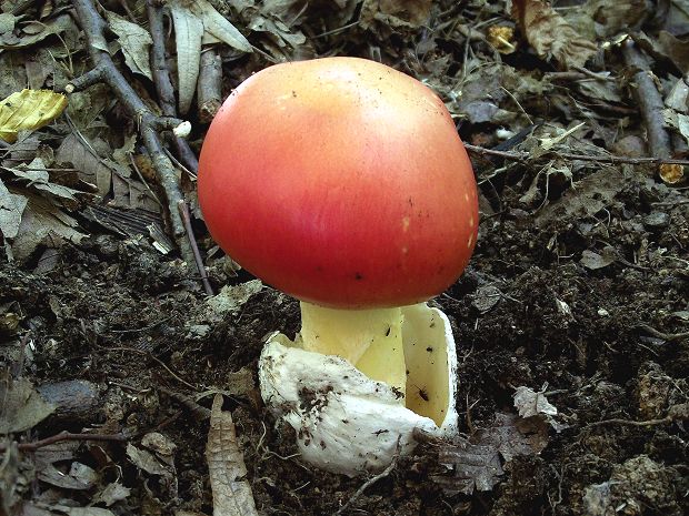 muchotrávka cisárska Amanita caesarea (Scop.) Pers.