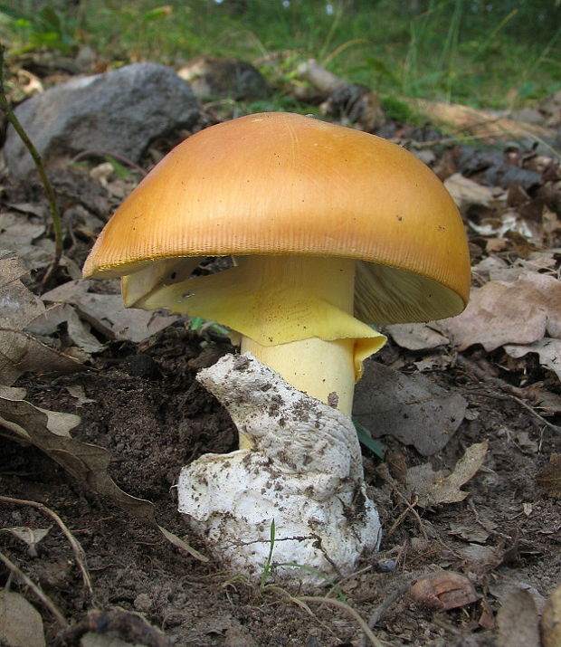 muchotrávka cisárska Amanita caesarea (Scop.) Pers.