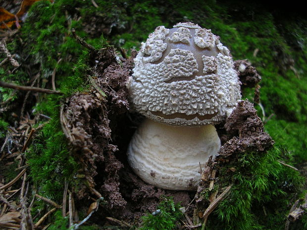 muchotrávka hrubá Amanita excelsa (Fr.) Bertill.