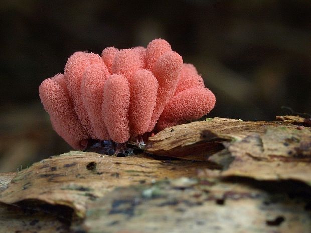 mištička Arcyria sp.