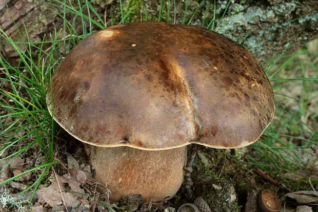 hríb bronzový Boletus aereus Bull. ex Fr.