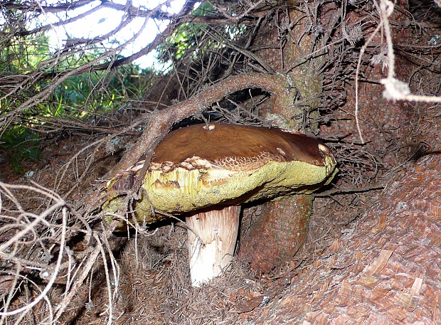 hríb smrekový Boletus edulis Bull.