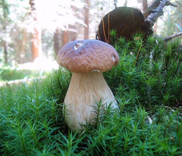 hríb smrekový Boletus edulis Bull.