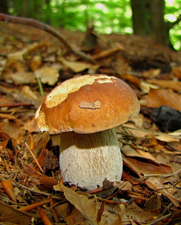 hríb smrekový Boletus edulis Bull.