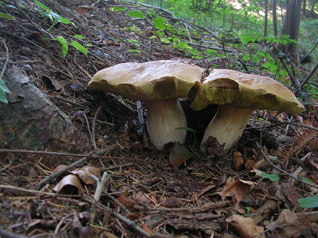 hríb smrekový Boletus edulis Bull.