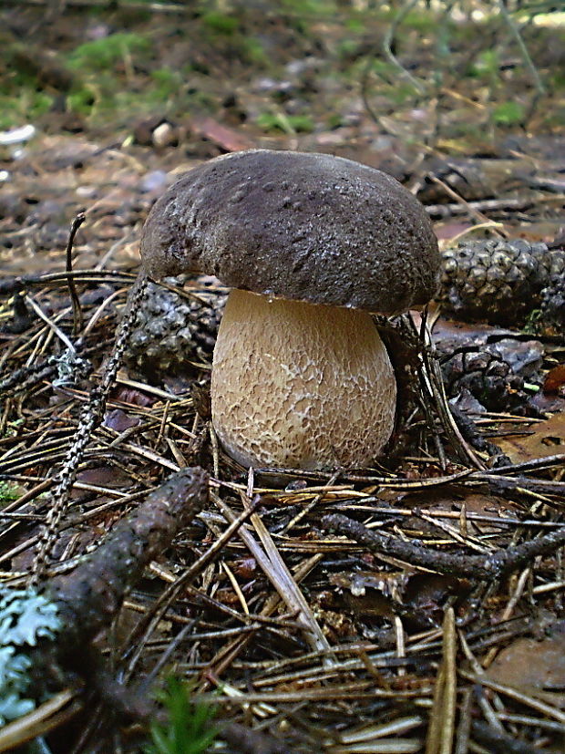 hríb sosnový Boletus pinophilus Pil. et Dermek in Pil.