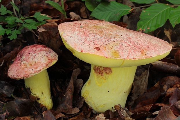 hríb kráľovský Butyriboletus regius (Krombh.) D. Arora & J.L. Frank