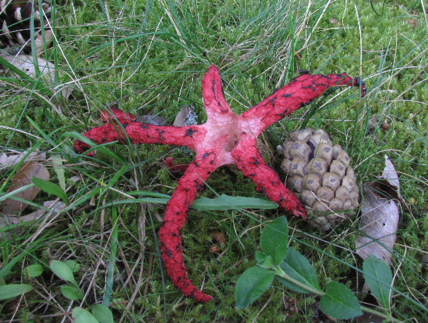 mrežovka kvetovitá Clathrus archeri (Berk.) Dring