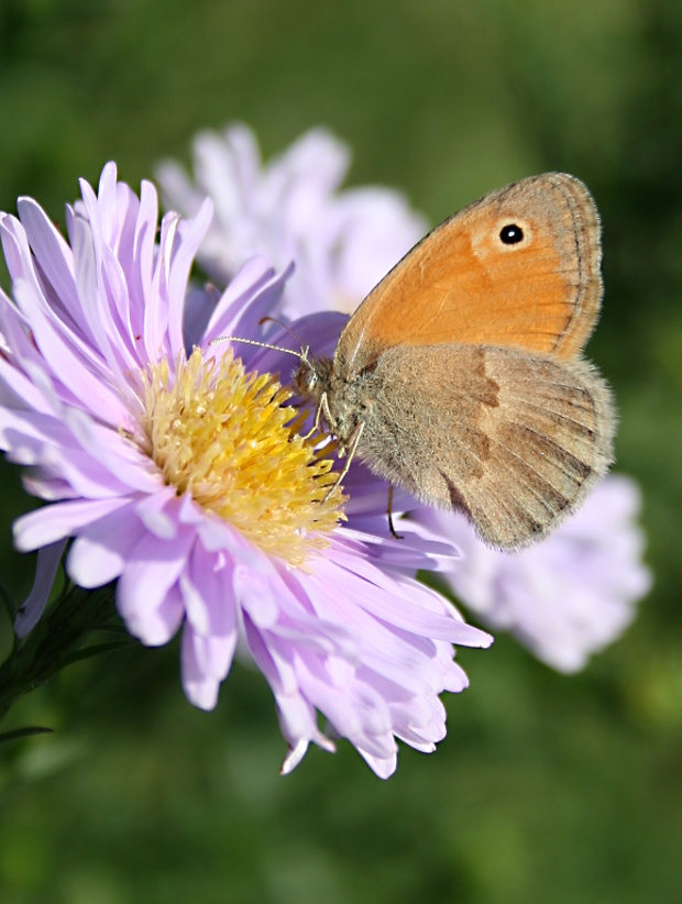 očkáň pohánkový Coenonympha pamphilus Linaeus, 1758