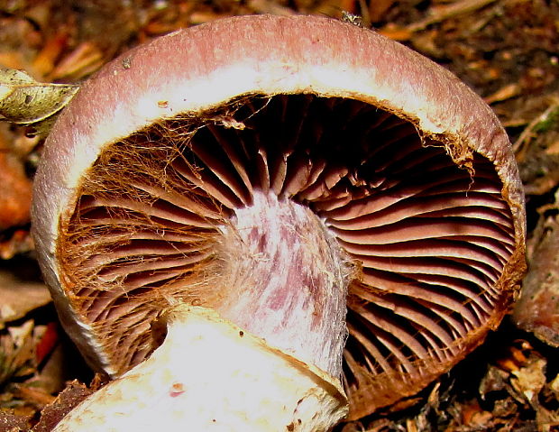 pavučinovec Cortinarius sp.