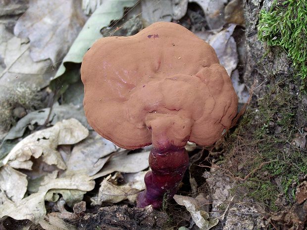 lesklokôrovka obyčajná Ganoderma lucidum (Curtis) P. Karst.