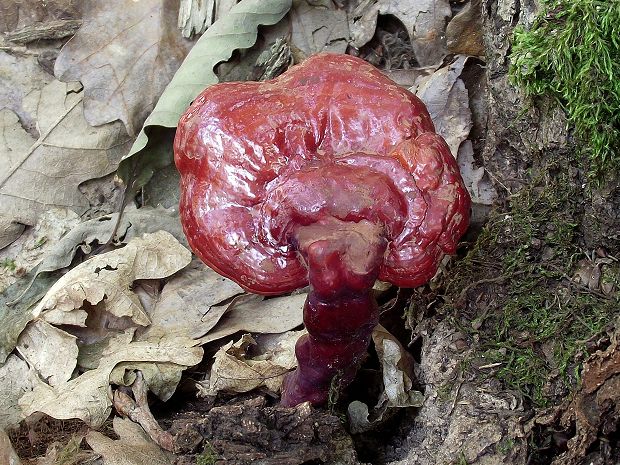 lesklokôrovka obyčajná Ganoderma lucidum (Curtis) P. Karst.