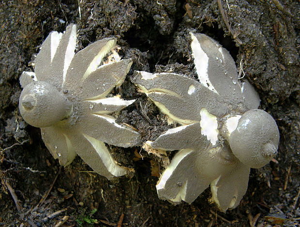 hviezdovka dlhokrčková Geastrum pectinatum Pers.