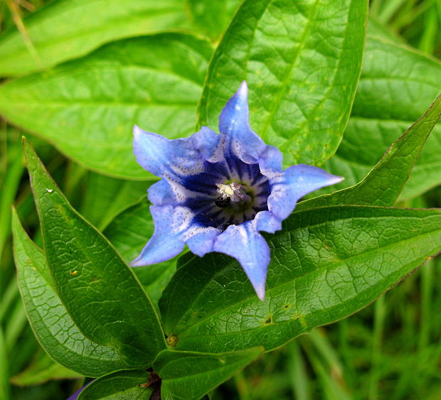 horec luskáčovitý Gentiana asclepiadea L.