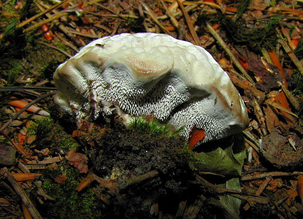 jelenkovka voňavá Hydnellum suaveolens (Scop.) P. Karst.