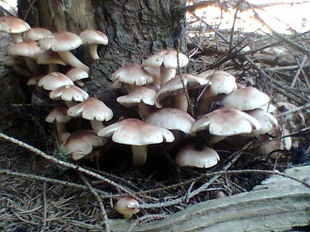 strapcovka  Hypholoma sp.