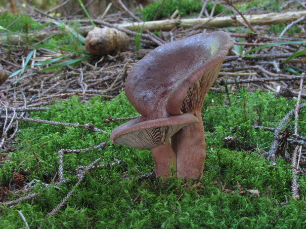 rýdzik ryšavý Lactarius rufus (Scop.) Fr.