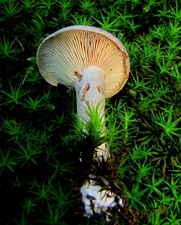 rýdzik Lactarius sp.