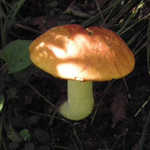 kozák Leccinum sp.