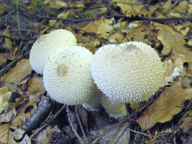 prášnica bradavičnatá Lycoperdon perlatum Pers.