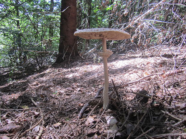 bedľa vysoká Macrolepiota procera (Scop.) Singer