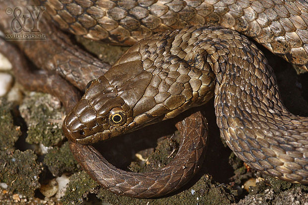 užovka fŕkaná Natrix tessellata