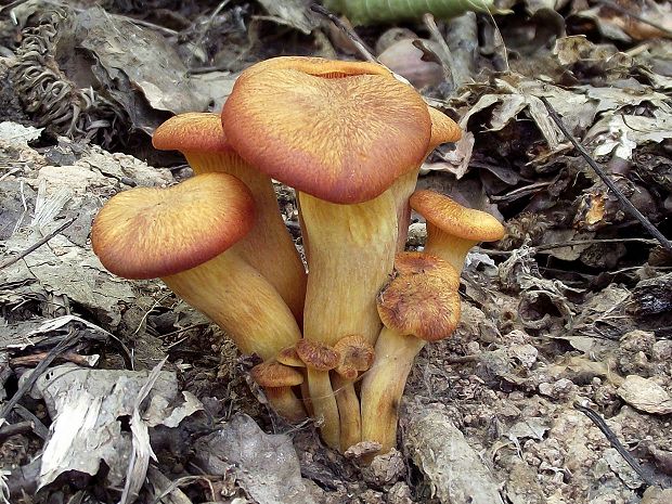 kališník hnedooranžový Omphalotus olearius (DC.) Singer