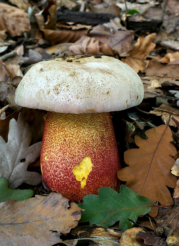 hríb purpurový Rubroboletus rhodoxanthus Kuan Zhao &amp; Zhu L. Yang