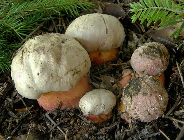 hríb úhľadný horský Rubroboletus rubrosanguineus (Cheype) Kuan Zhao & Zhu L. Yang