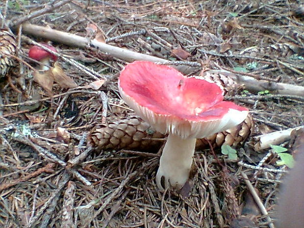 plávka Russula sp.