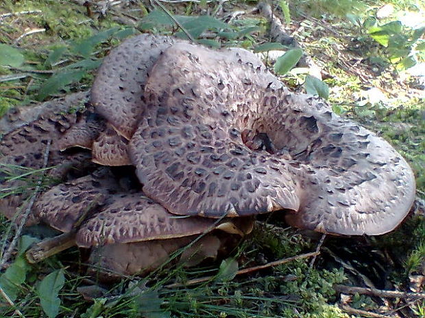 jelenkovec škridlicovitý Sarcodon imbricatus (L.) P. Karst.