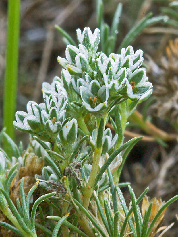 sklerant trváci Scleranthus perennis L.