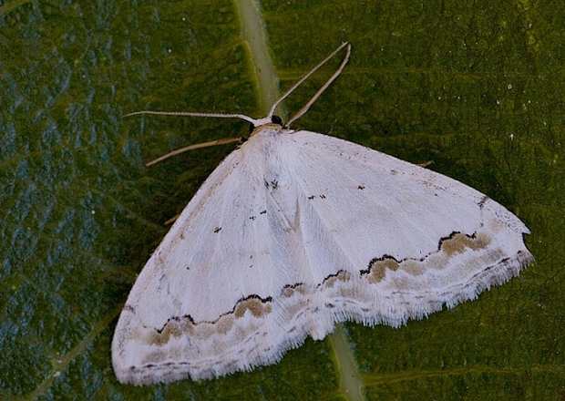 piadica okrášlená Scopula ornata