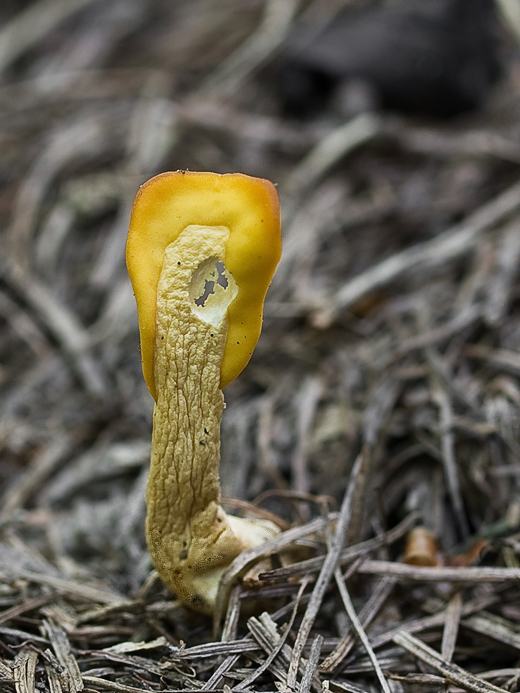 lopatička žltkastá Spathularia flavida Pers.