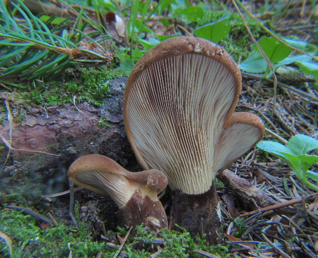 čechračka tmavohlúbiková Tapinella atrotomentosa (Batsch) Šutara