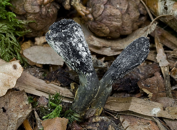 žezlovka srnková Tolypocladium ophioglossoides (J.F. Gmel.) Quandt, Kepler & Spatafora