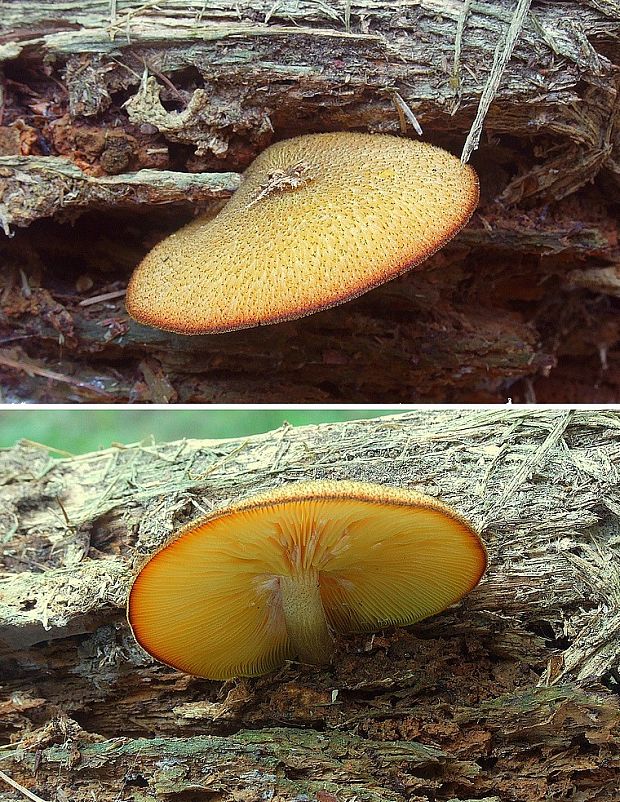 čírovec ozdobný Tricholomopsis decora (Fr.) Singer