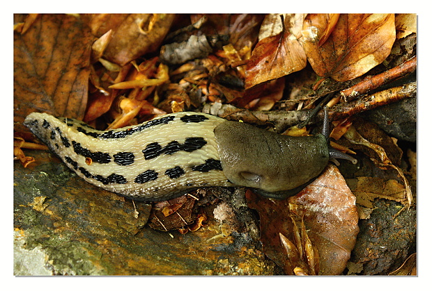 slizniak pásavý (Limax cinereo-niger)