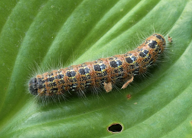 falera lipová  Phalera bucephala