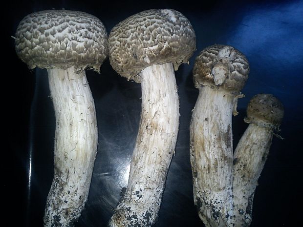 pečiarka trsovitá Agaricus bohusii Bon