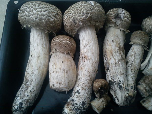 pečiarka trsovitá Agaricus bohusii Bon