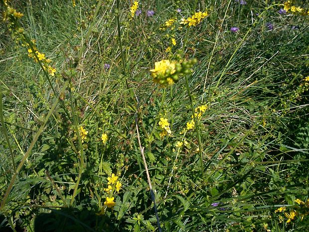 repik lekarsky Agrimonia eupatoria L.