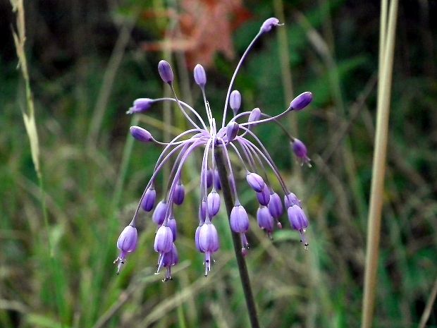 cesnak strapatý Allium cirrhosum Vand.